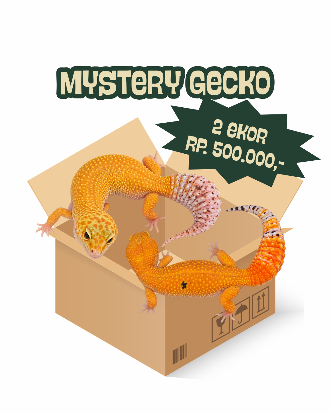 Mystery Gecko